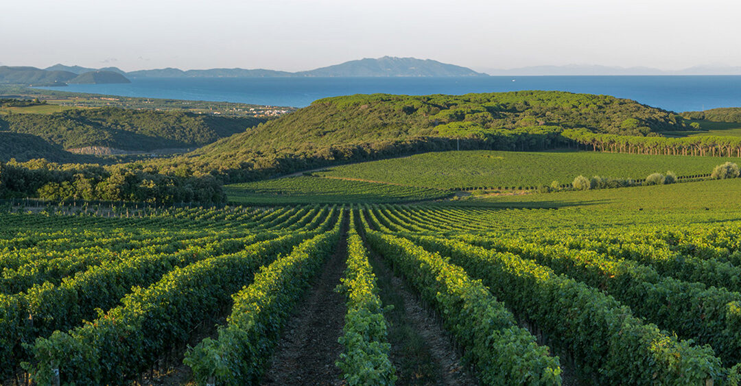 Tenuta Argentiera